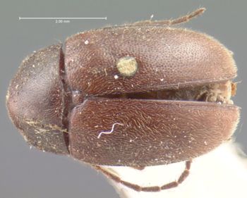 Media type: image;   Entomology 9810 Aspect: habitus dorsal view